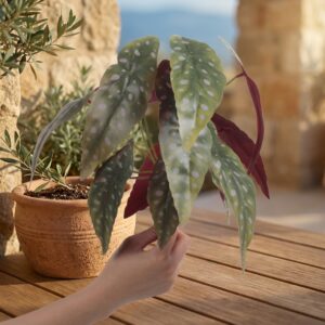 בגוניה מלאכותית סגולה מנוקדת