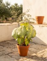 ארואיד מלאכותי ירוק-צהוב