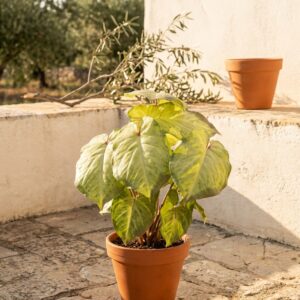 ארואיד מלאכותי ירוק-צהוב