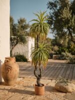 אגבה דרקו מלאכותית 2 ראשים