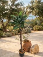 דיפנבכיה טרופיק סנואו בעציץ