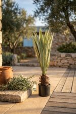 אגבה דרקו מלאכותית