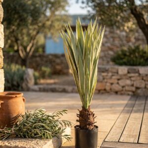 אגבה דרקו מלאכותית