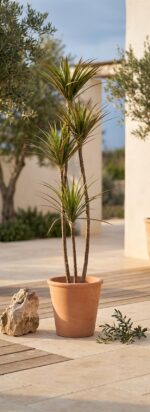 עץ דרקונית מלאכותי 2 ראשים