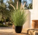 זנב שועל מלאכותי בעציץ שחור