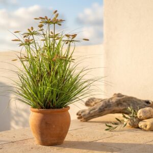 עציץ עשב זנב שועל מלאכותי