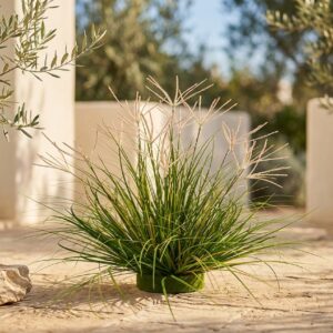 שיח זקן מלאכותי בעציץ מוס