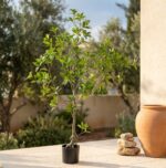 עץ מאוקסה מלאכותי