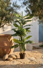 עלה זנגביל שוליים לבנים 3 גזעים מלאכותי