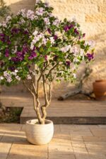 בוגנוויליה מלאכותית פורחת סדרת פרובנס