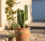 קקטוס מלאכותי שלושה עמודים וכדור