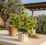 עציץ שוטרה מלאכותי בעציץ קרמיקה