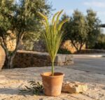 עשב זנב שועל מלאכותי סתווי