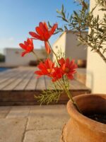 צרור פרחי קוסמוס מלאכותי אדום