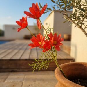 צרור פרחי קוסמוס מלאכותי אדום