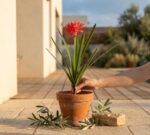 שושן עכביש מלאכותי אדום