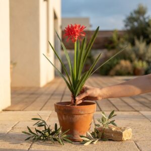 שושן עכביש מלאכותי אדום