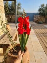 גלדיולה מלאכותית אדומה
