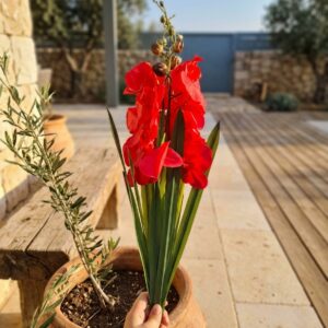 גלדיולה מלאכותית אדומה