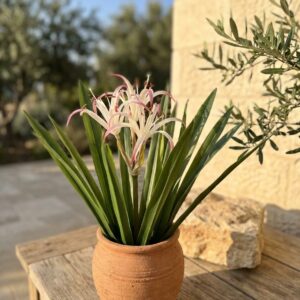 סחלב עכביש מלאכותי 3 ראשים