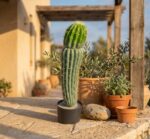 קקטוס מקסיקני מלאכותי בעציץ