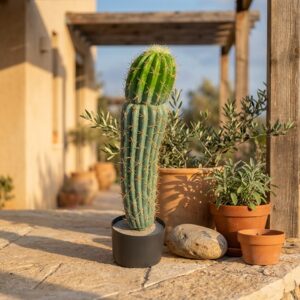 קקטוס מקסיקני מלאכותי בעציץ