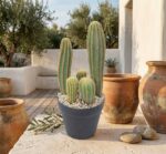 קקטוס מדברי מלאכותי בעציץ שחור