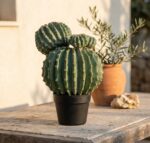 קקטוס שלושה ראשים בעציץ