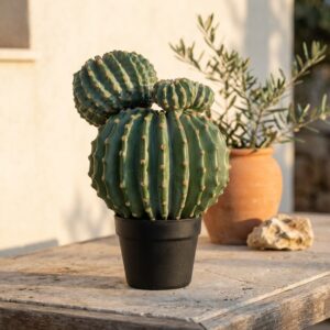 קקטוס שלושה ראשים בעציץ