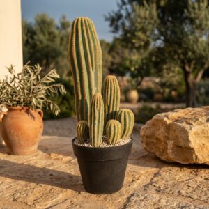 קקטוס עמוד מדברי