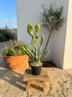 קקטוס נופך מלאכותי