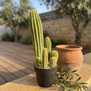 קקטוס מלאכותי בעציץ