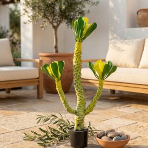 עציץ אופורביה מלאכותי 3 ידיים