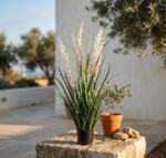 סורגום דקורטיבי דק גבוה