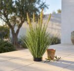 עשב זנב שועל מלאכותי