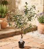 עץ זית 0.9 מטר SP2046-90