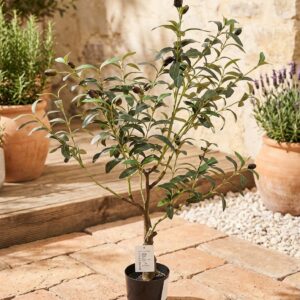 עץ זית 0.9 מטר SP2046-90