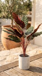 קלתאה לאורדורנטה בעציץ בטון